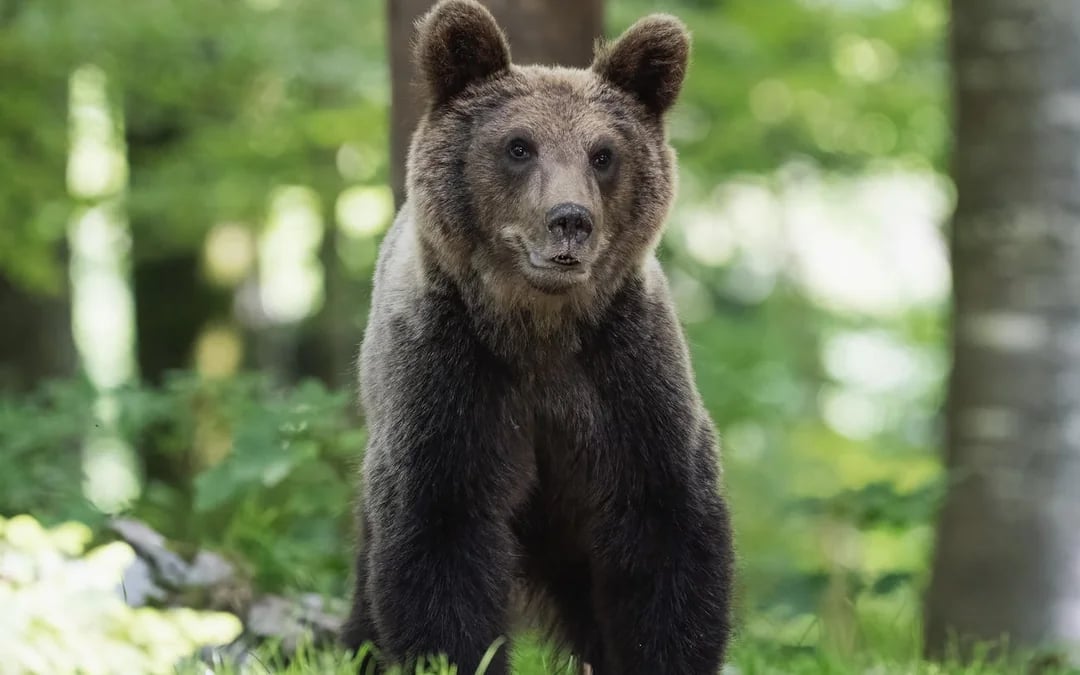 Brașov Bear Sanctuary Tour, small group Image 6