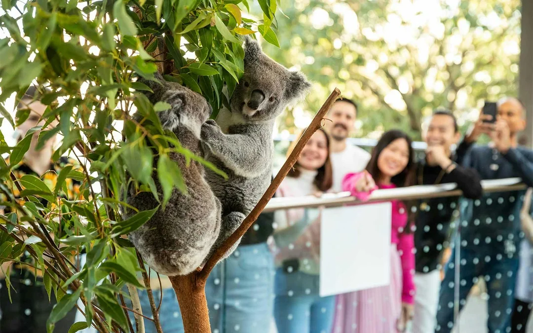 Breakfast with Koalas Tickets at WILD LIFE Sydney Zoo Image 1