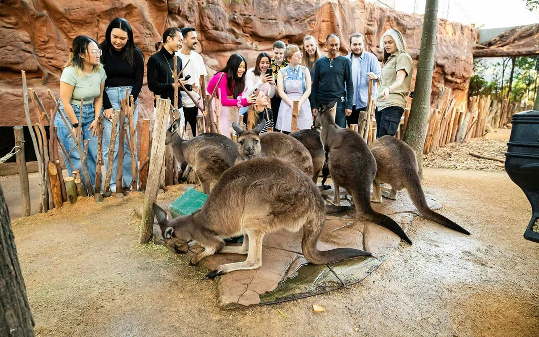Breakfast with Koalas Tickets at WILD LIFE Sydney Zoo Image 3