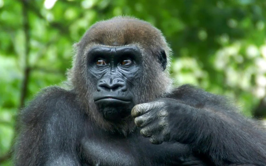 Bronx Zoo Tickets Image 2