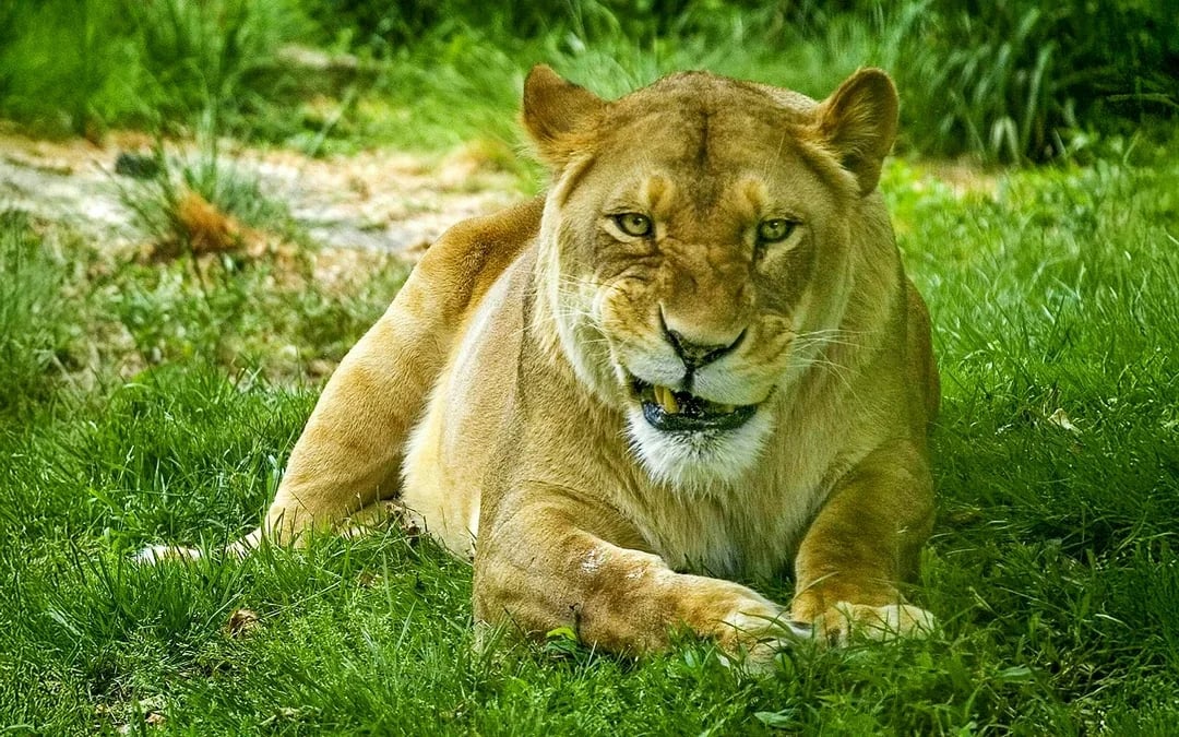 Bronx Zoo Tickets Image 3