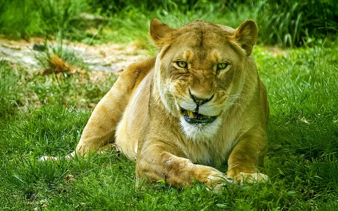 Bronx Zoo Tickets Image 3