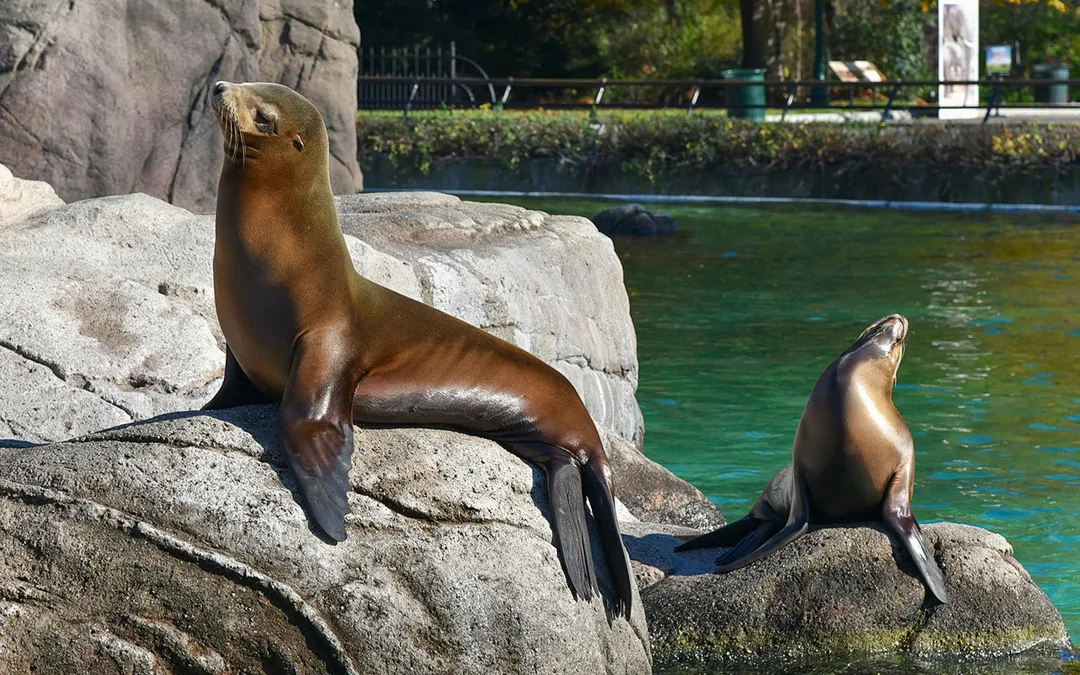 Bronx Zoo Tickets Image 4