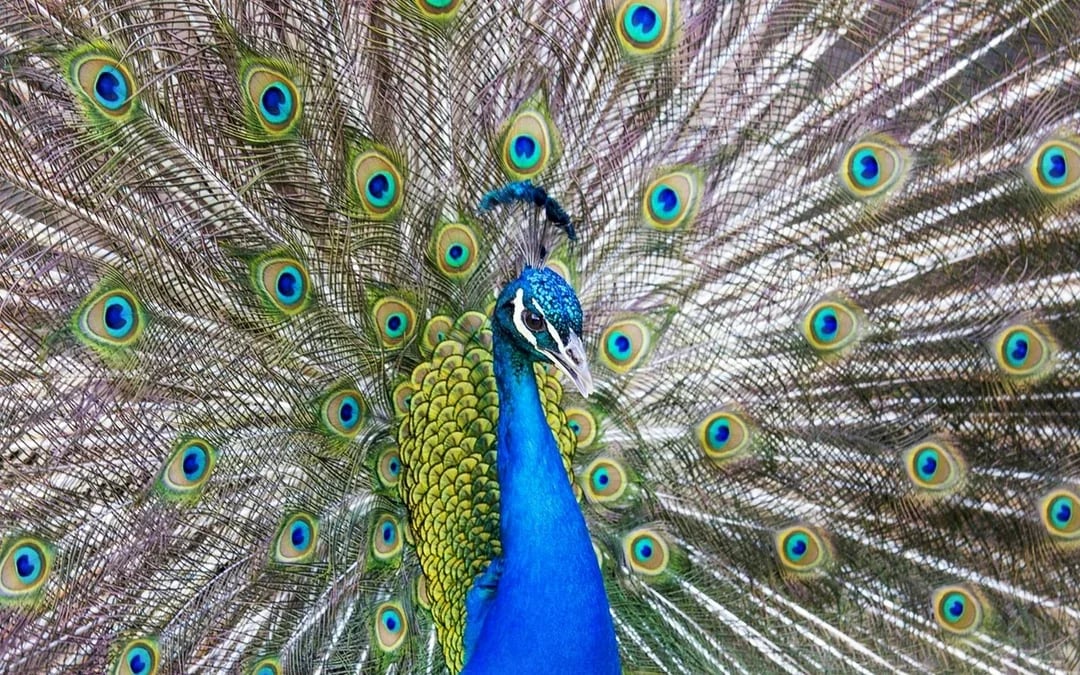 Bronx Zoo Tickets Image 9