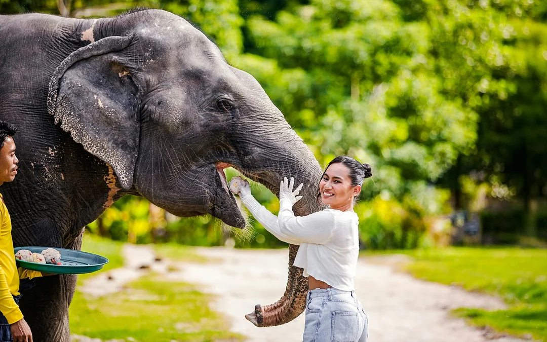 Bukit Elephant Park: Observe and Feed Guided Tour with Optional Transfers Image 1
