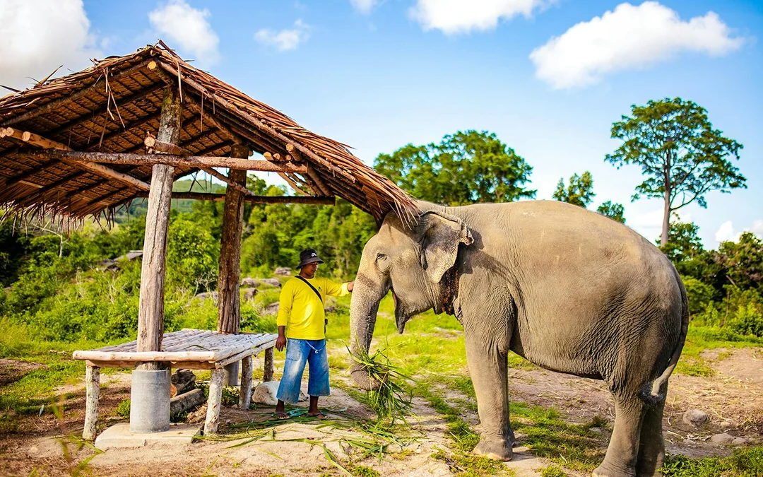 Bukit Elephant Park: Observe and Feed Guided Tour with Optional Transfers Image 2