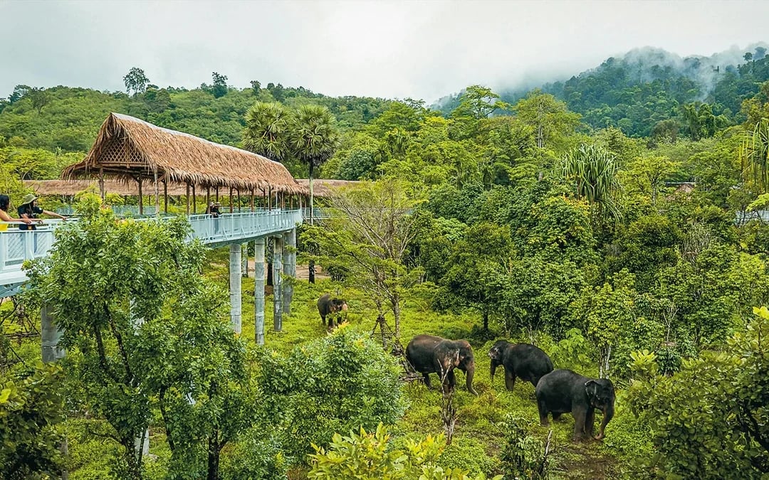 Bukit Elephant Park: Observe and Feed Guided Tour with Optional Transfers Image 11