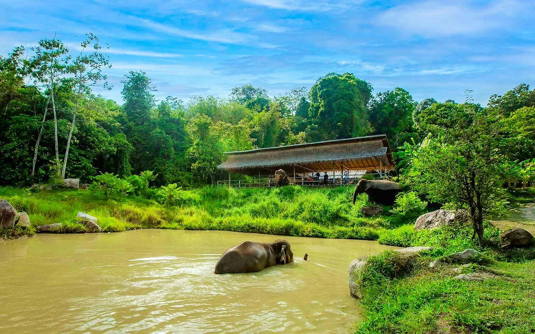 Bukit Elephant Park: Observe and Feed Guided Tour with Optional Transfers Image 3