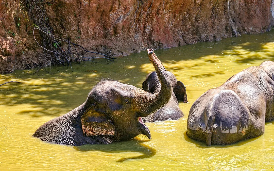 Bukit Elephant Park: Observe and Feed Guided Tour with Optional Transfers Image 4