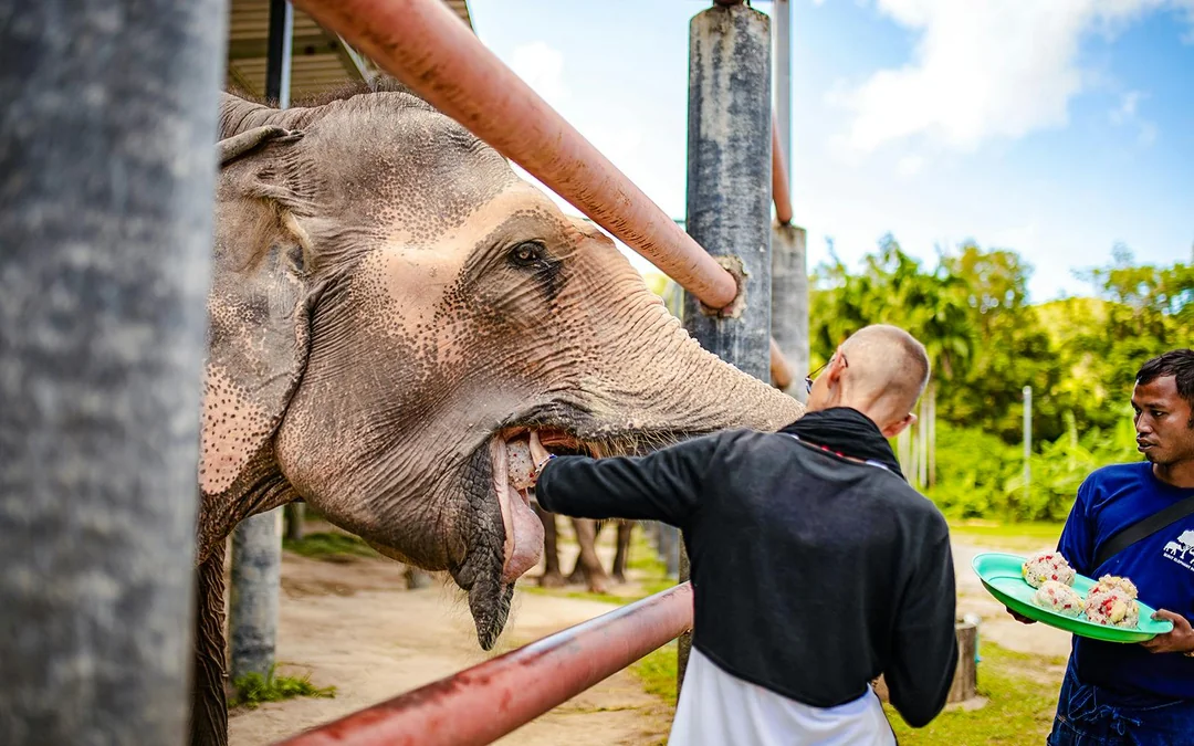 Bukit Elephant Park: Observe and Feed Guided Tour with Optional Transfers Image 5