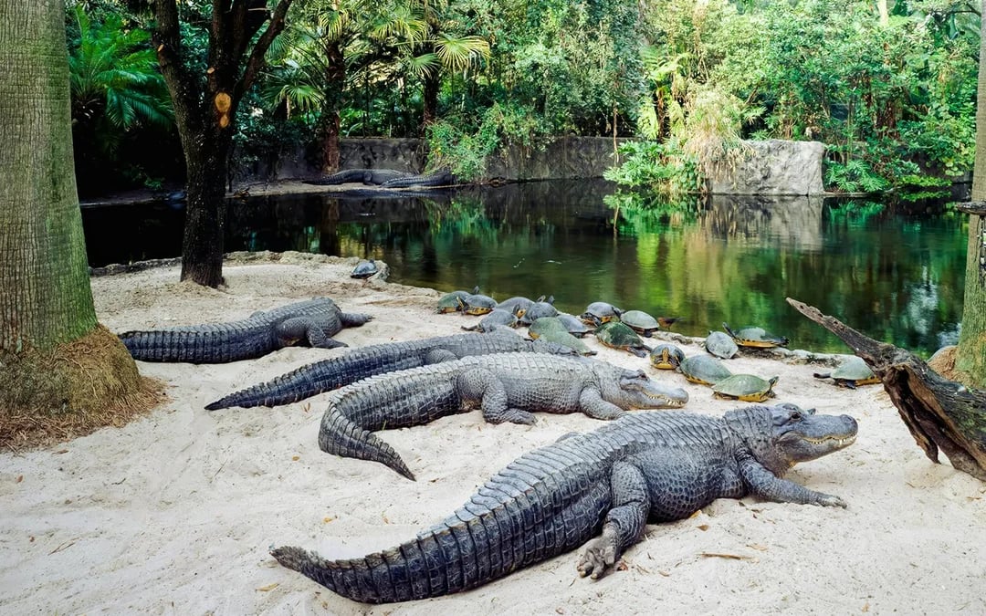 Busch Gardens Tampa Bay 3-Park Tickets Image 3