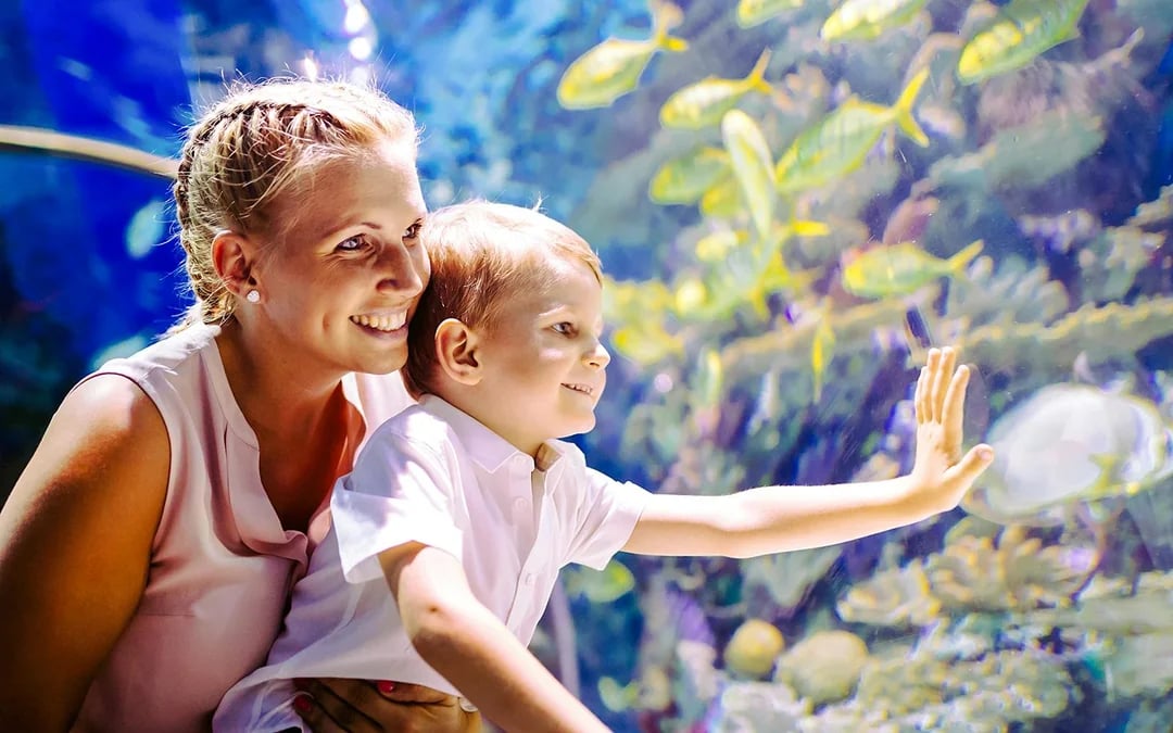 Busch Gardens Tampa Bay 3-Park Tickets Image 4