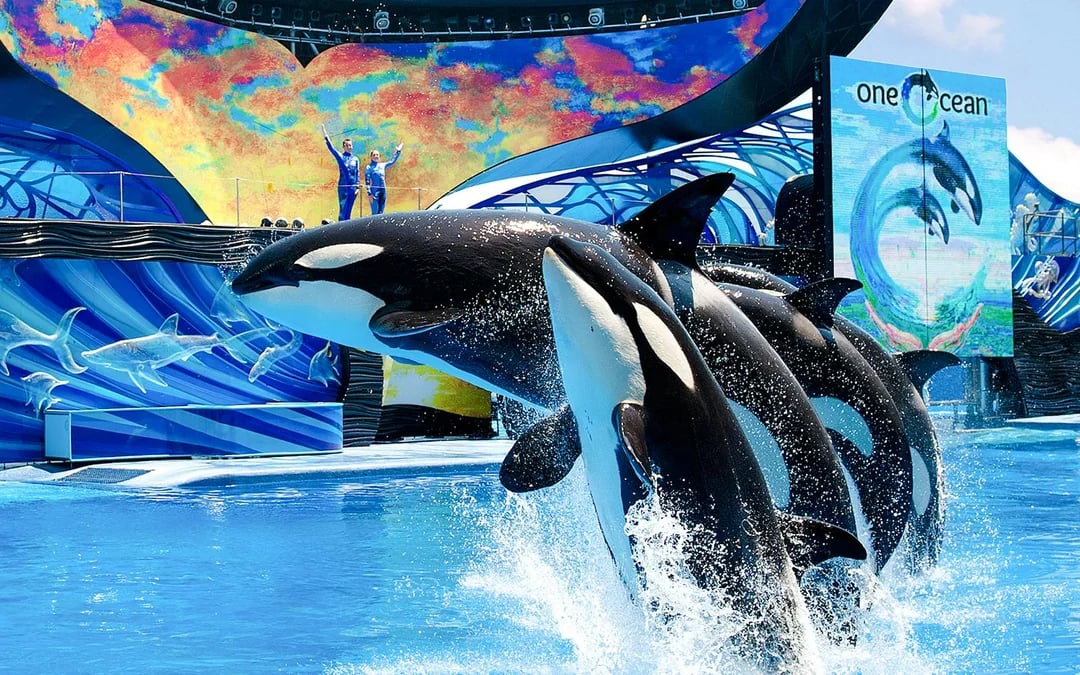 Busch Gardens Tampa Bay 4-Park Tickets with 14-Day Unlimited Visits Image 7