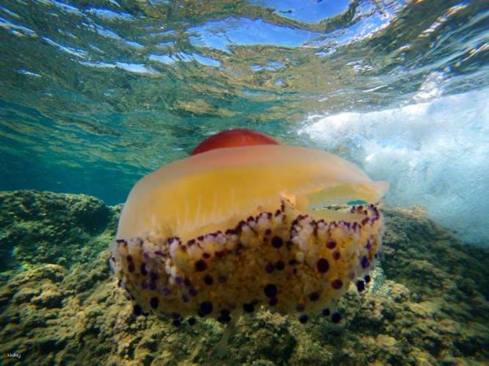 Cabo de Gata Natural Park kayak and snorkeling tour