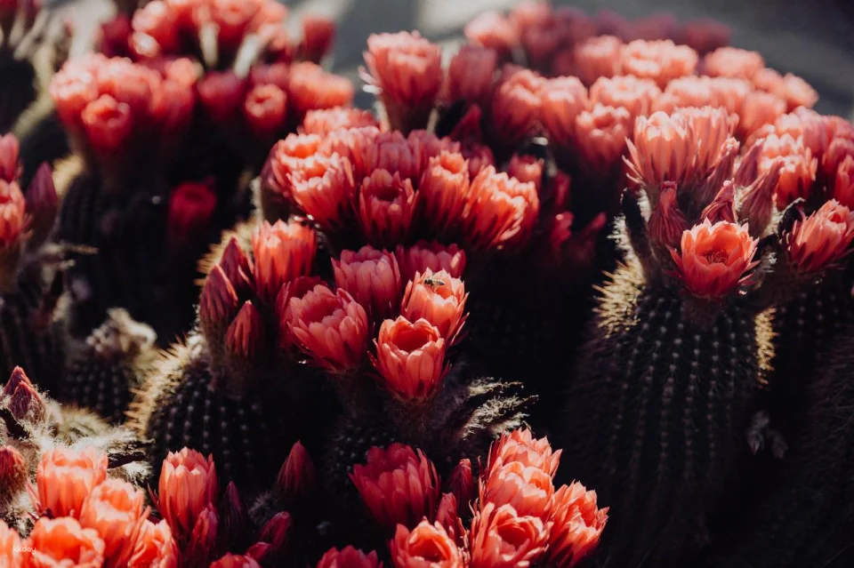 Melbourne Cactus Country Garden Entry Ticket | Victoria