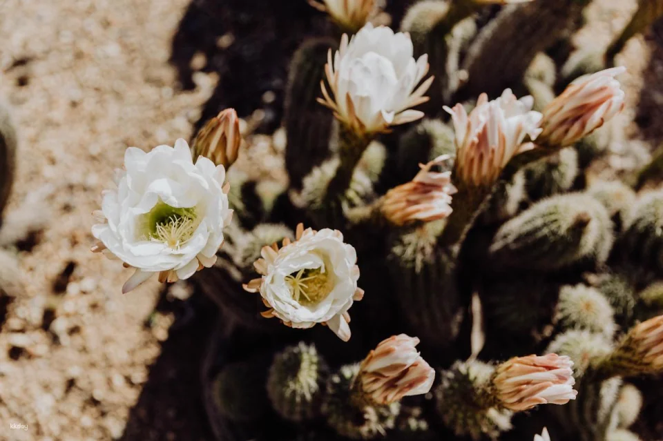 Melbourne Cactus Country Garden Entry Ticket | Victoria