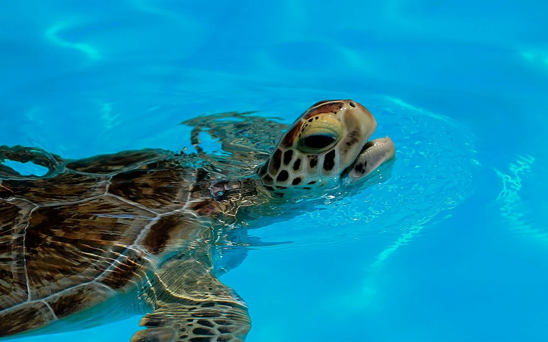 Cairns Aquarium General Admission Tickets with Turtle Hospital Tour Image 4