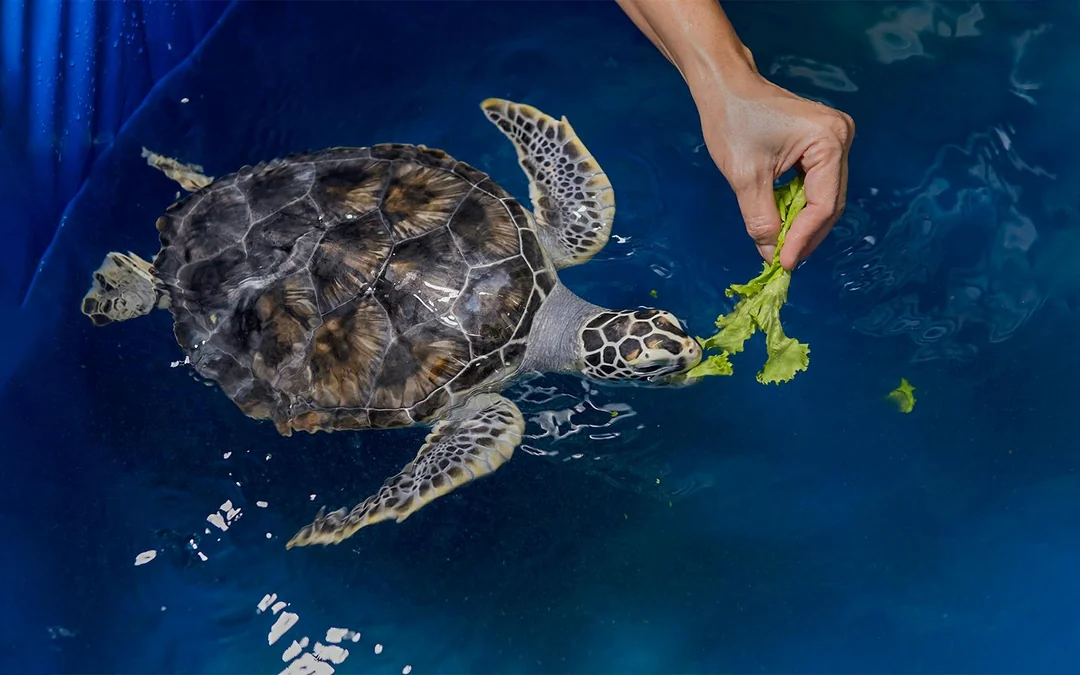 Cairns Aquarium General Admission Tickets with Turtle Hospital Tour Image 5