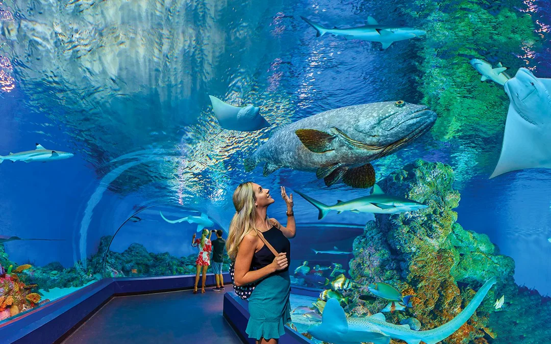 Cairns Aquarium General Admission Tickets with Turtle Hospital Tour Image 9