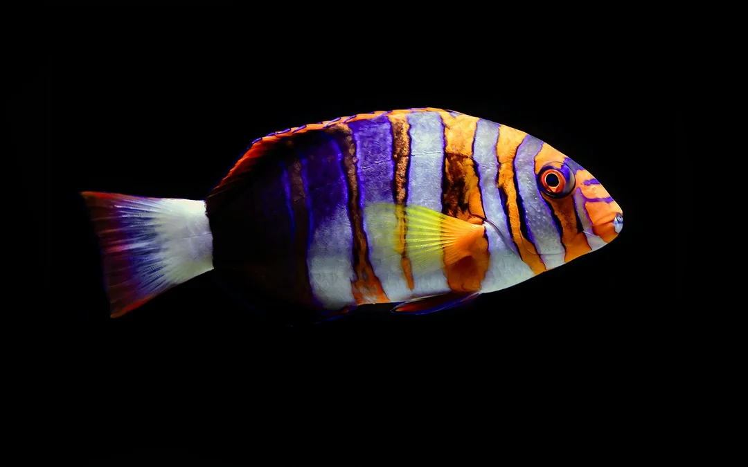 Cairns Aquarium Night Tour with Optional Dinner Image 2