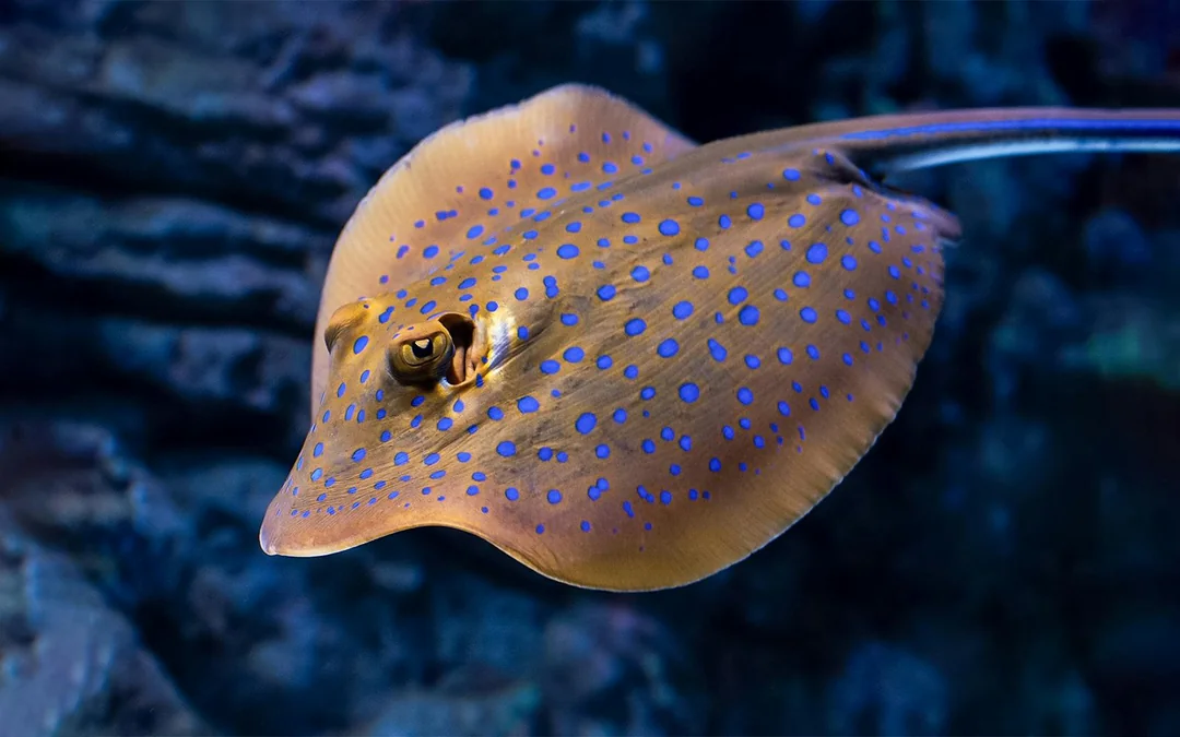 Cairns Aquarium Night Tour with Optional Dinner Image 4
