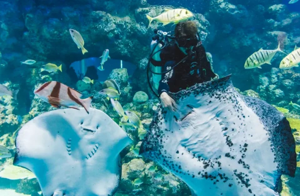 Cairns Aquarium Tickets | Queensland