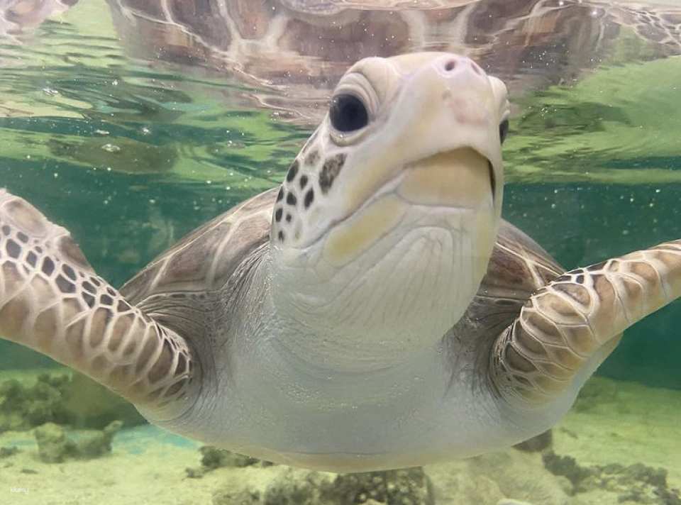 Cairns Aquarium Tickets | Queensland