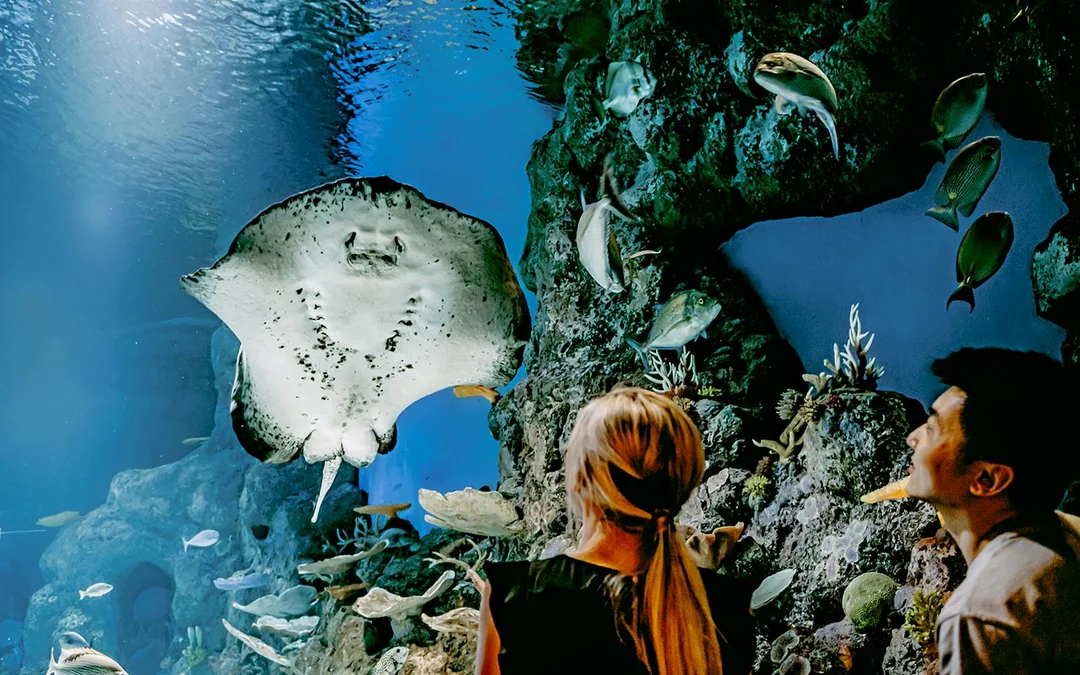 Cairns Aquarium Tickets Image 3