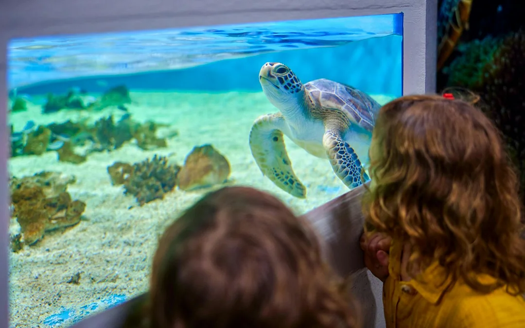 Cairns Aquarium Tickets Image 5