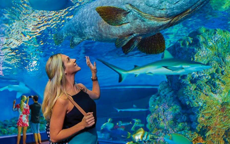 Cairns Aquarium Tickets Image 9