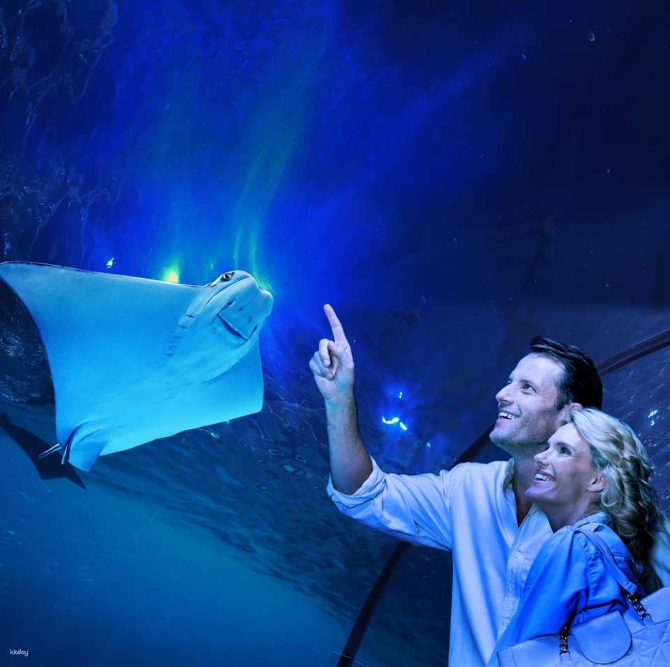Cairns Aquarium Twilight Tour with Dinner Option | Queensland