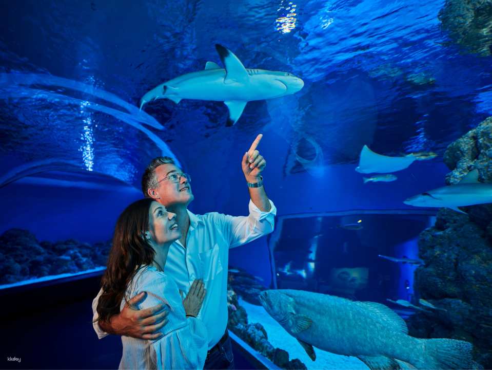 Cairns Aquarium Twilight Tour with Dinner Option | Queensland