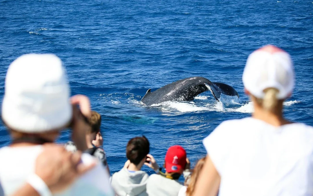 Cairns to Fitzroy Island: Guided Whale Watching Cruise + Island Free Time Image 2