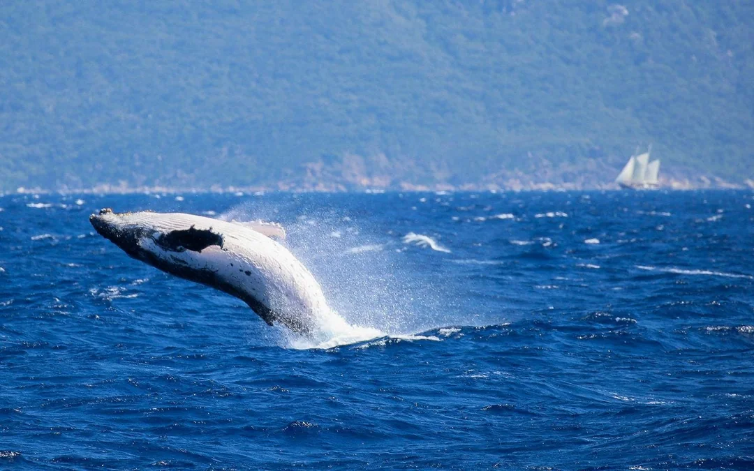 Cairns to Fitzroy Island: Guided Whale Watching Cruise + Island Free Time Image 3