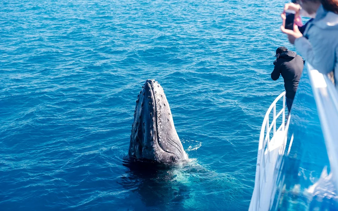 Cairns to Fitzroy Island: Guided Whale Watching Cruise + Island Free Time Image 4