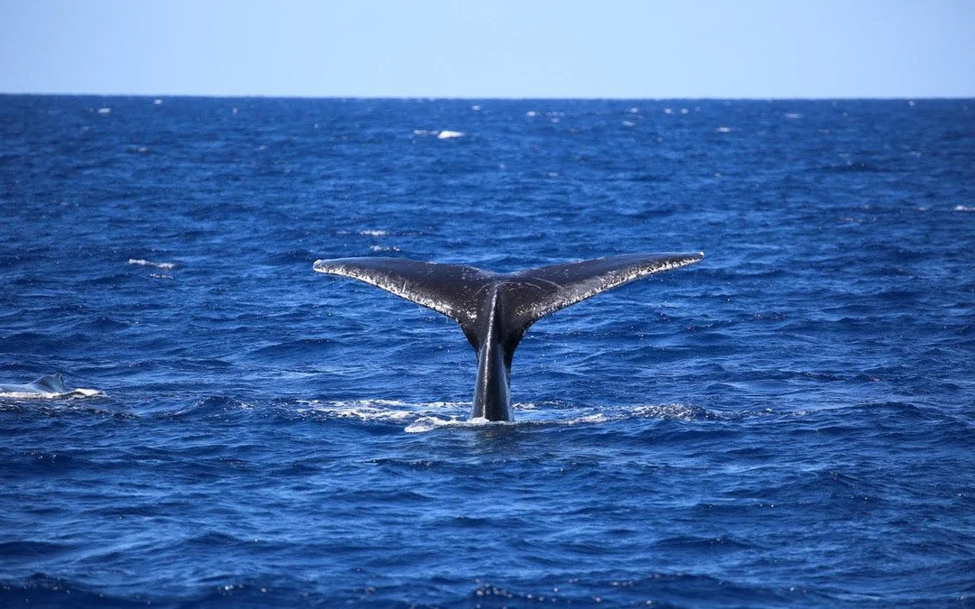 Cairns to Fitzroy Island: Guided Whale Watching Cruise + Island Free Time Image 5
