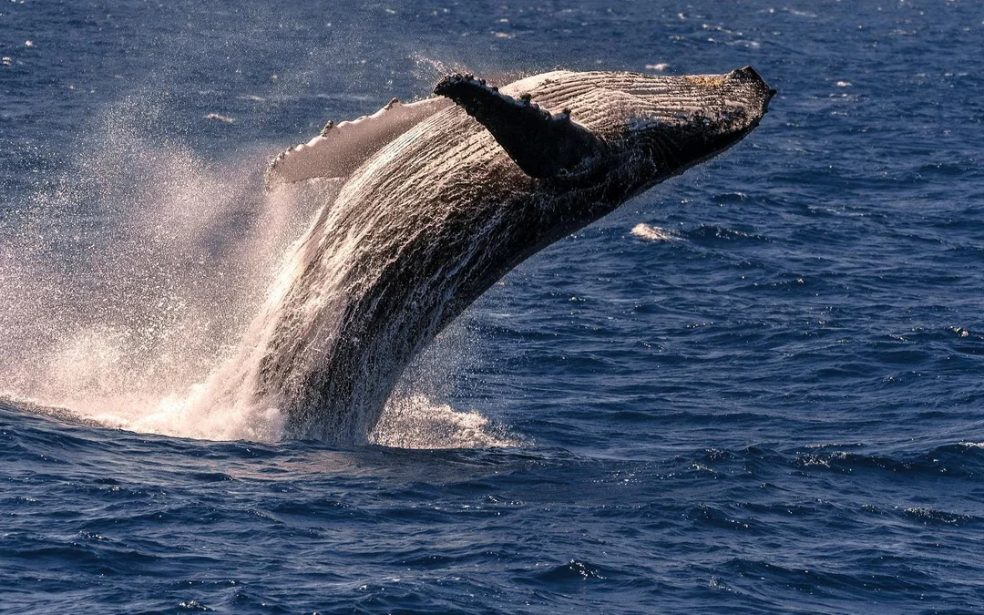 Cairns to Fitzroy Island: Guided Whale Watching Cruise + Island Free Time Image 9