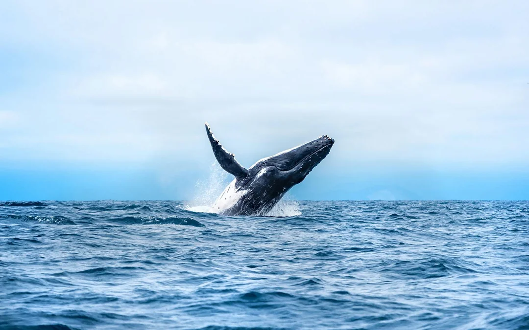 Cairns to Fitzroy Island: Guided Whale Watching Cruise + Snorkel Equipment Hire + Island Free Time Image 1