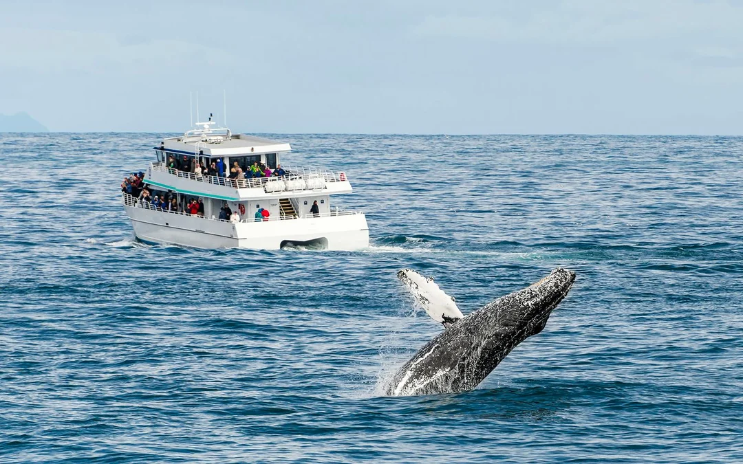 Cairns to Fitzroy Island: Guided Whale Watching Cruise + Snorkel Equipment Hire + Island Free Time Image 2