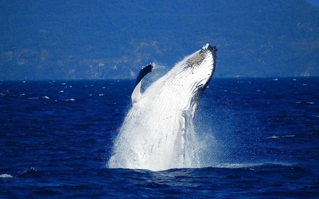 Cairns to Fitzroy Island: Guided Whale Watching Cruise + Snorkel Equipment Hire + Island Free Time Image 8