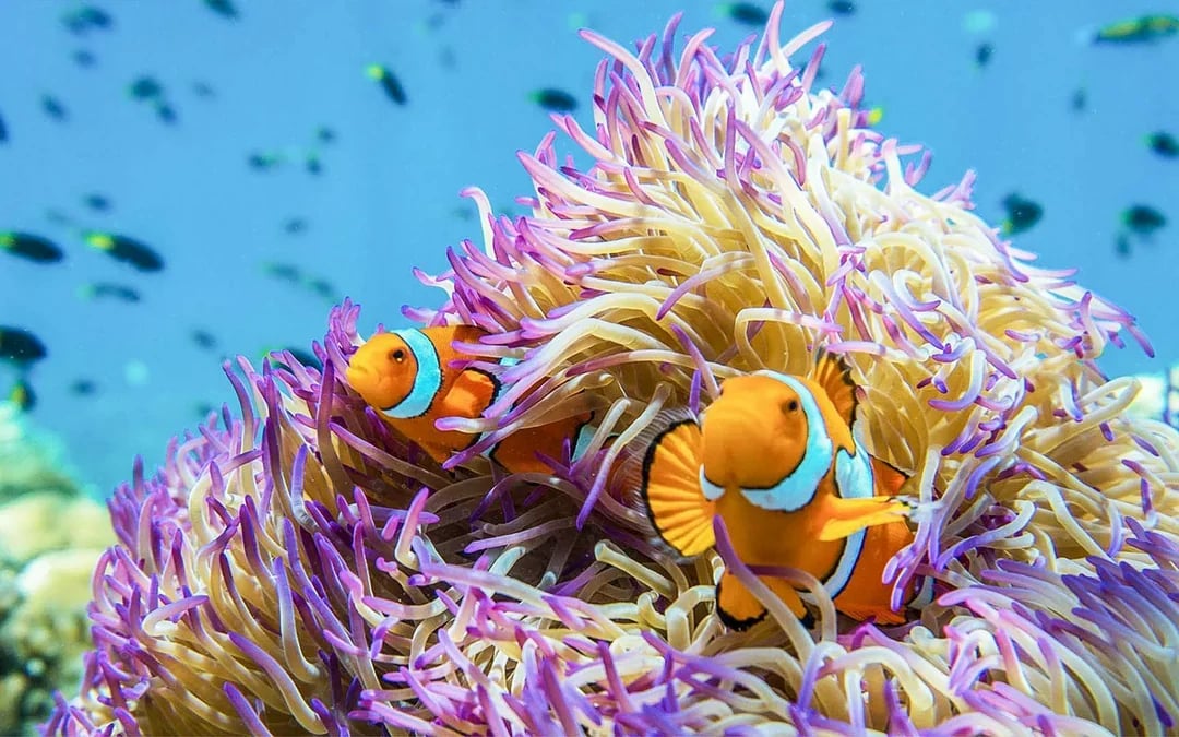 Cairns to Frankland Islands Reef Cruise with Snorkeling & Lunch Image 6