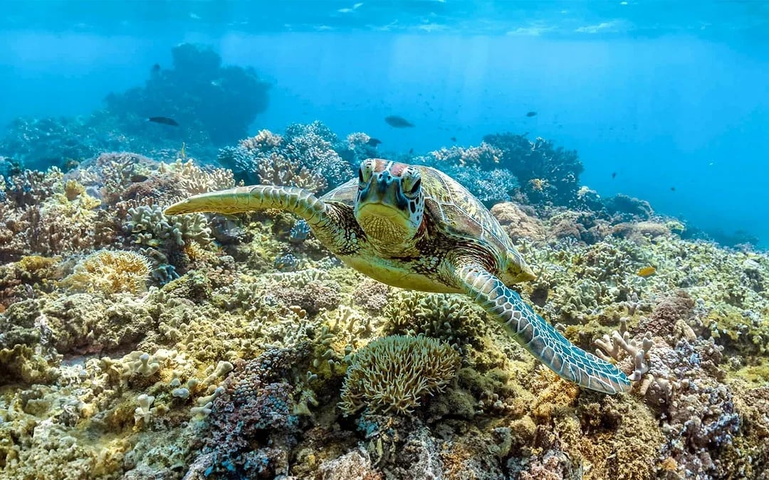 Cairns to Frankland Islands Reef Cruise with Snorkeling & Lunch Image 7