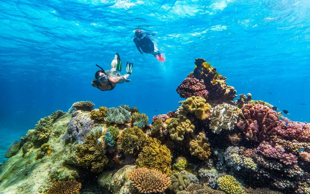 Cairns to Great Barrier Reef Full Day Cruise with Guided Snorkelling Tours Image 3
