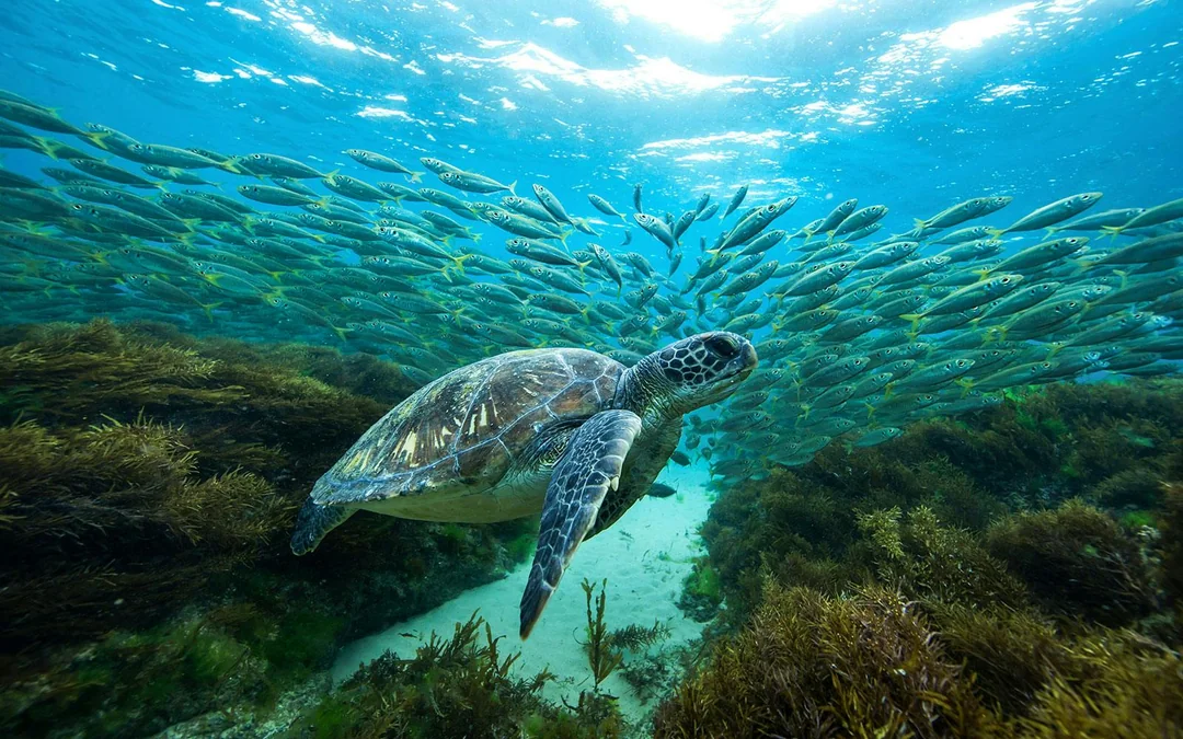 Cairns to Great Barrier Reef Snorkel Cruise with Lunch Image 4
