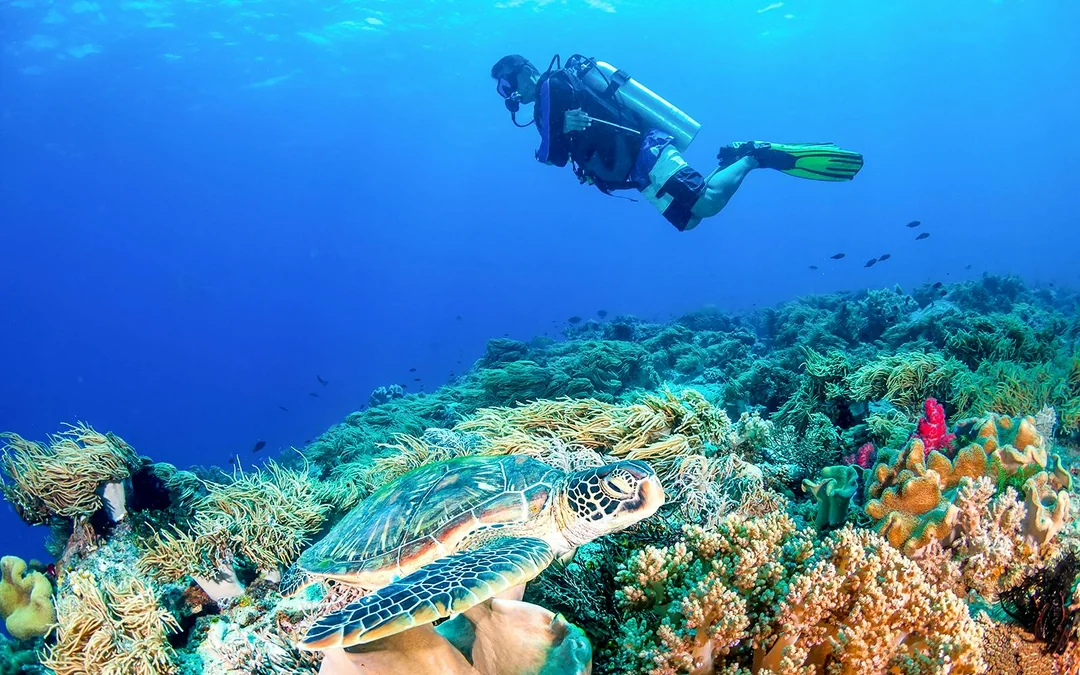 Cairns to Green Island and Outer Reef Sailing Cruise with Guided Snorkel and Lunch Image 2