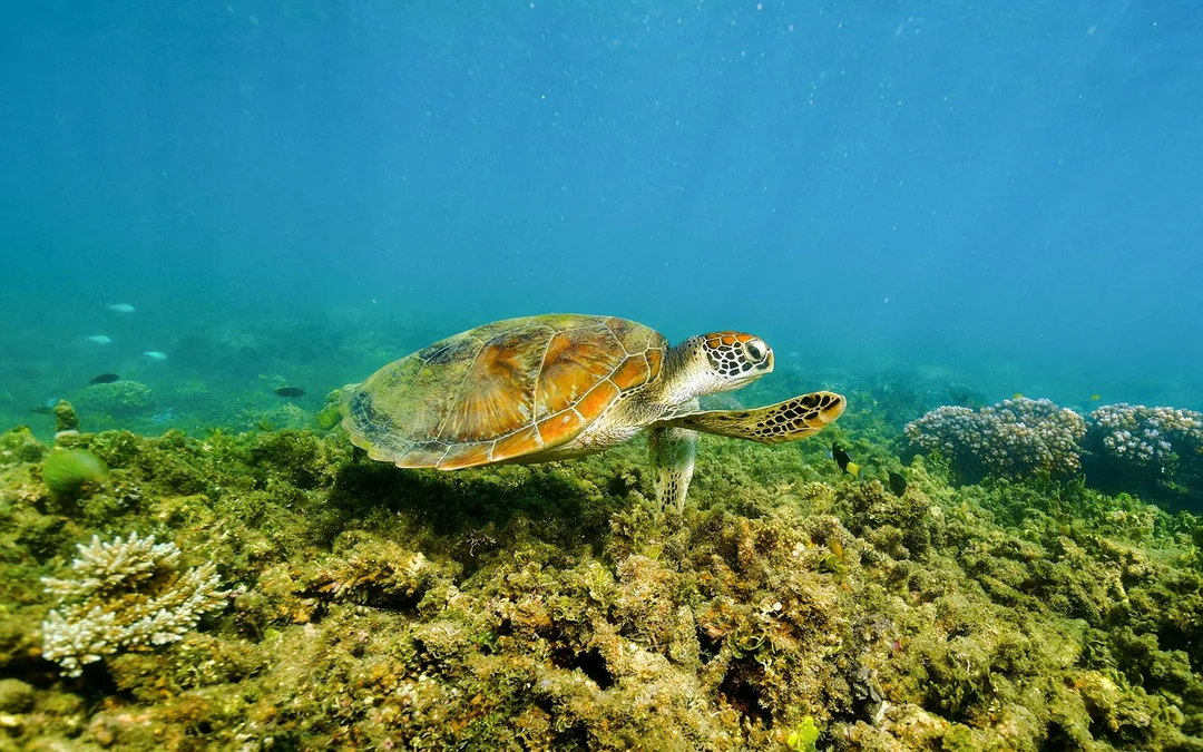 Cairns to Green Island Half Day Cruise with Activity Upgrades Image 12