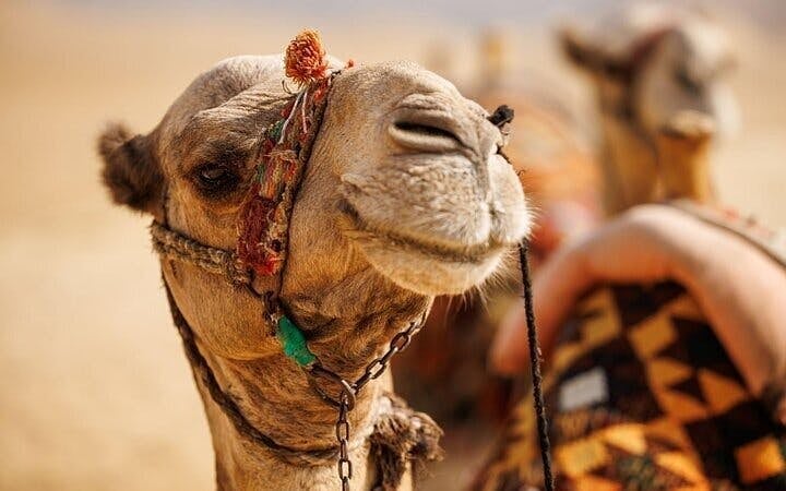 Camel ride Experience in Palmeraie grove & Transfer - Marrakesh Image 4
