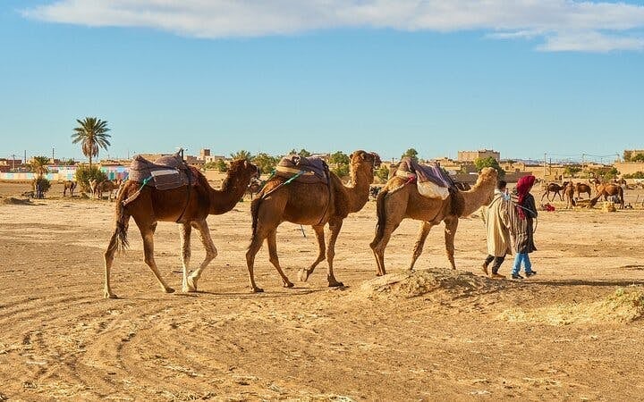 Camel ride Experience in Palmeraie grove & Transfer - Marrakesh Image 6