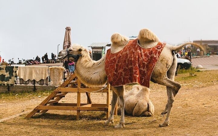 Camel Ride Through the Palmeraie Grove With Transfer - Marrakesh Image 3