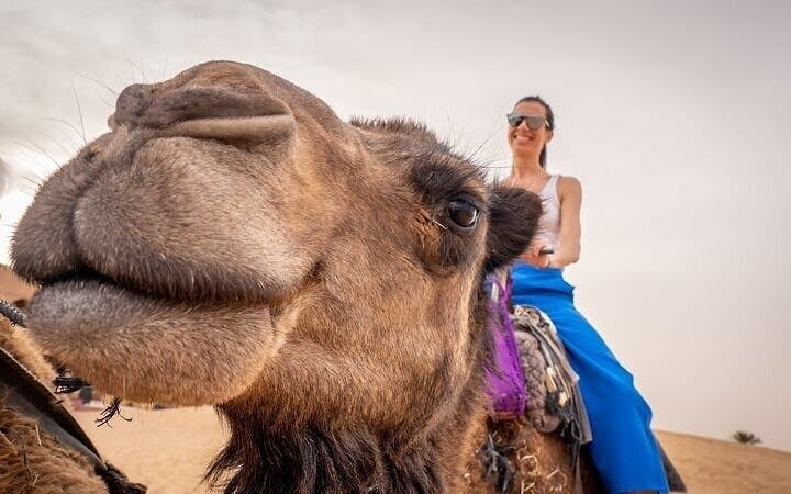 Camel Ride Through the Palmeraie Grove With Transfer - Marrakesh Image 5